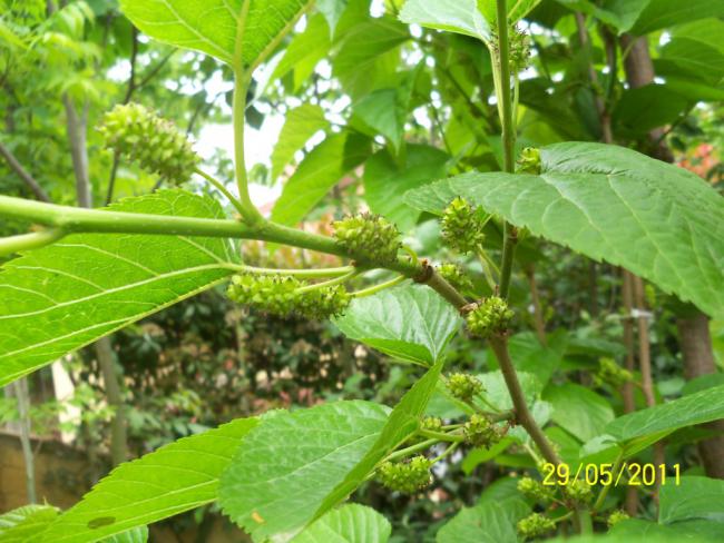 Name:  Dut 1.jpg
Views: 1653
Size:  59.1 KB