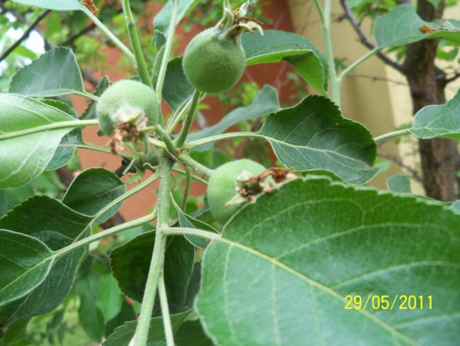 Name:  Elma 1.jpg
Views: 1628
Size:  49.0 KB