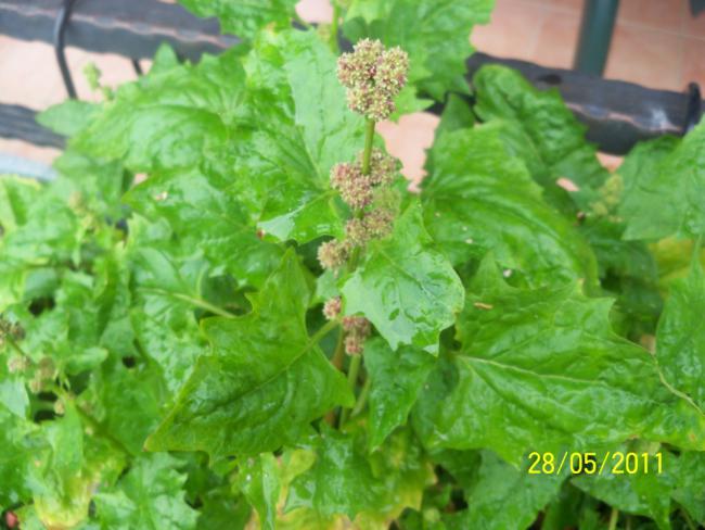 Name:  Strawberry Spinach 1.jpg
Views: 1655
Size:  47.4 KB