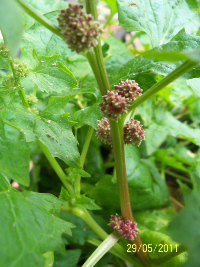 Name:  Strawberry Spinach 3.jpg
Views: 1658
Size:  68.6 KB