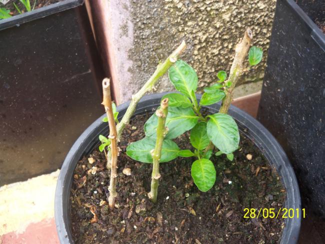 Name:  Pepino 3.jpg
Views: 1670
Size:  63.3 KB