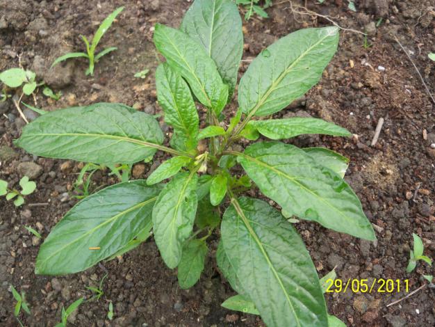 Name:  Pepino 5.jpg
Views: 2138
Size:  71.2 KB