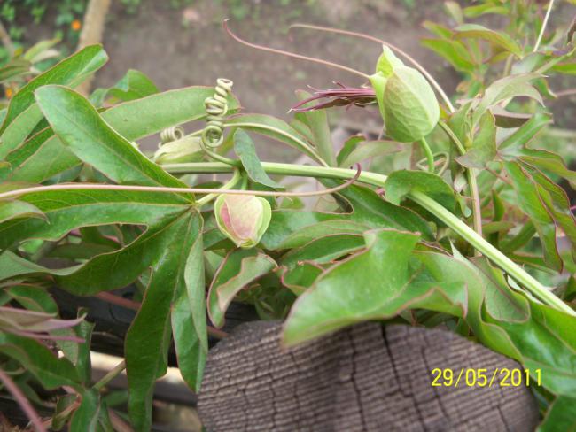 Name:  Passiflora 1.jpg
Views: 1724
Size:  53.0 KB