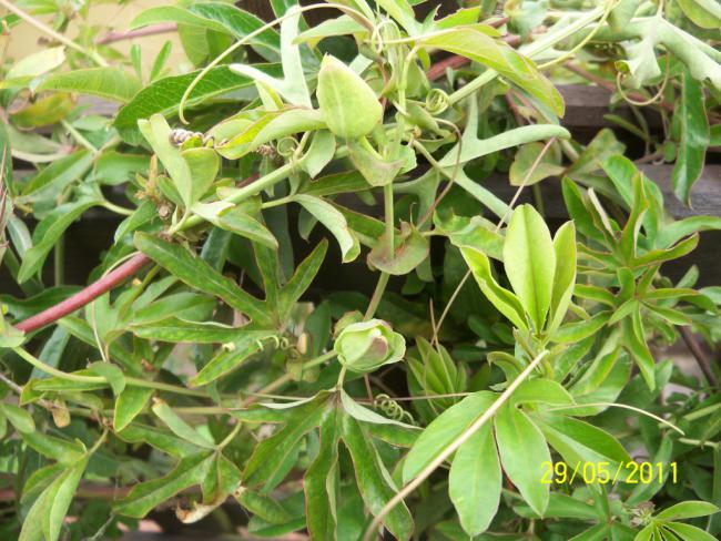 Name:  Passiflora 2.jpg
Views: 1790
Size:  68.4 KB