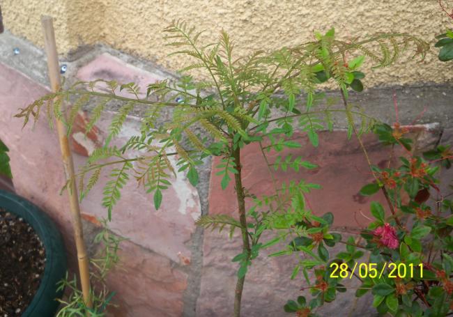 Name:  jakaranda 2.jpg
Views: 1669
Size:  55.2 KB