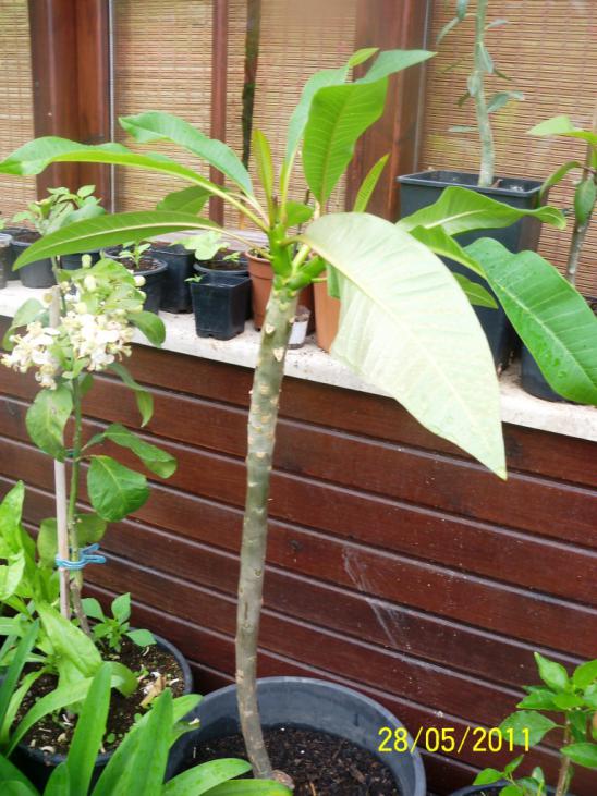 Name:  Plumeria 2.jpg
Views: 1589
Size:  75.2 KB