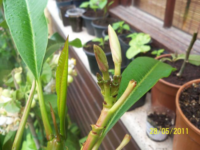 Name:  Plumeria 3.jpg
Views: 1618
Size:  44.9 KB