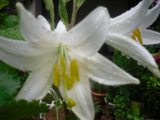 Name:  SDC12111 copy.jpg
Views: 497
Size:  32.5 KB