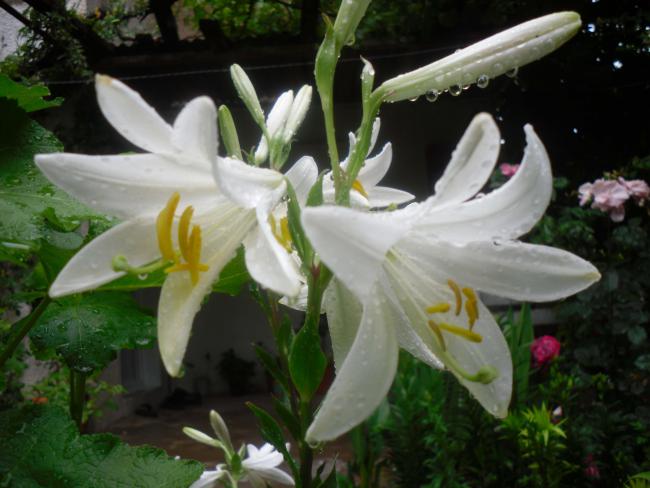 Name:  SDC12112 copy.jpg
Views: 510
Size:  43.3 KB