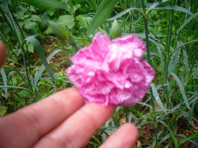 Name:  SDC12114 copy.jpg
Views: 496
Size:  56.5 KB