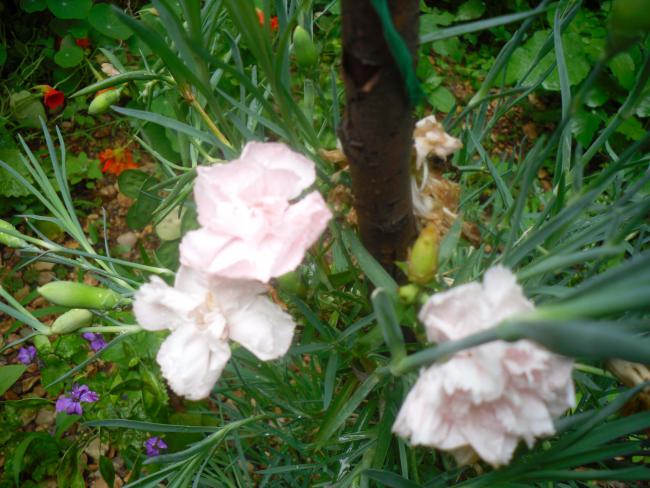 Name:  SDC12115 copy.jpg
Views: 484
Size:  56.2 KB