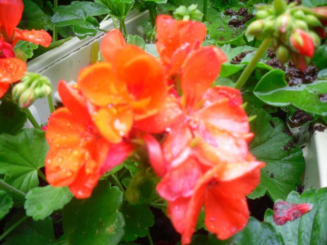 Name:  SDC12118 copy.jpg
Views: 510
Size:  49.5 KB