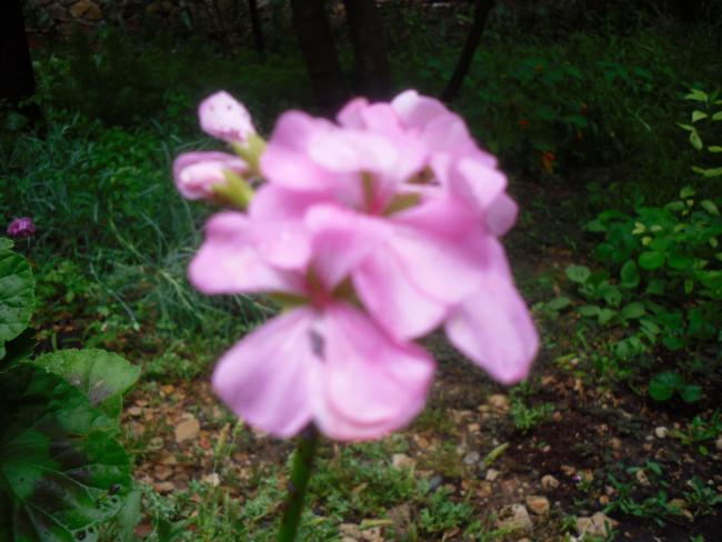 Name:  SDC12119 copy.jpg
Views: 510
Size:  44.5 KB