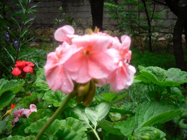 Name:  SDC12120 copy.jpg
Views: 502
Size:  51.8 KB