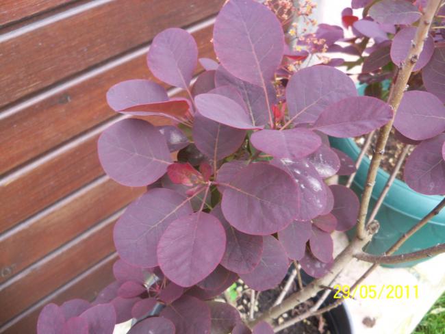 Name:  Bulut 4.jpg
Views: 2133
Size:  44.4 KB