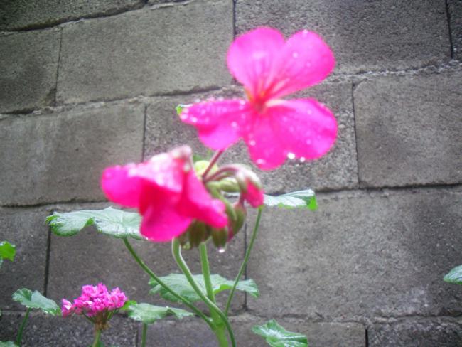 Name:  SDC12122 copy.jpg
Views: 522
Size:  50.6 KB