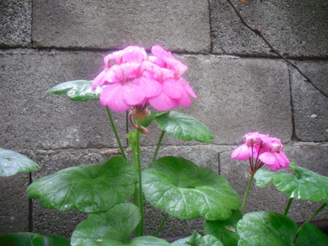 Name:  SDC12123 copy.jpg
Views: 505
Size:  63.7 KB