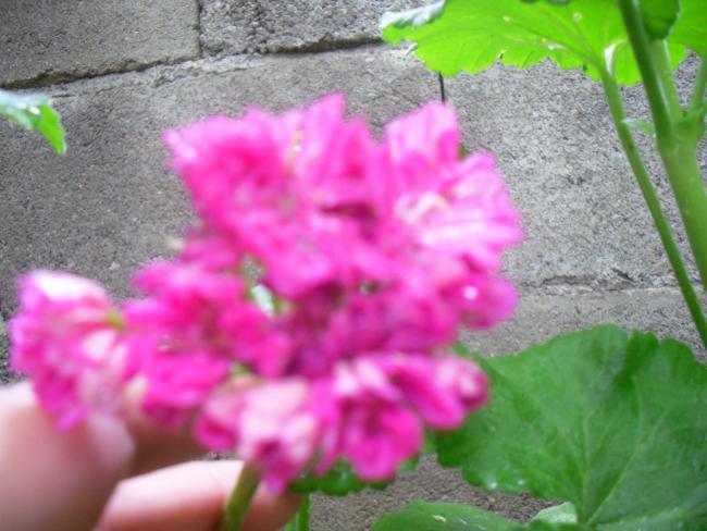 Name:  SDC12124 copy.jpg
Views: 502
Size:  46.2 KB