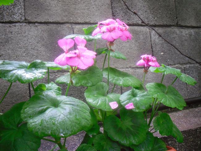 Name:  SDC12125 copy.jpg
Views: 500
Size:  61.2 KB