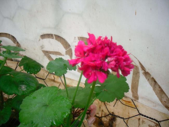 Name:  SDC12126 copy.jpg
Views: 656
Size:  37.8 KB