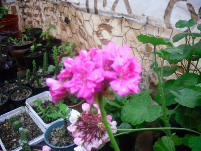 Name:  SDC12127 copy.jpg
Views: 647
Size:  57.0 KB