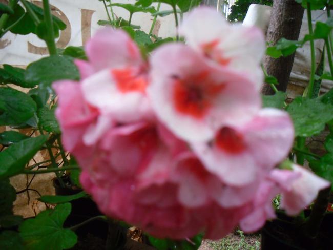 Name:  SDC12128 copy.jpg
Views: 655
Size:  37.4 KB