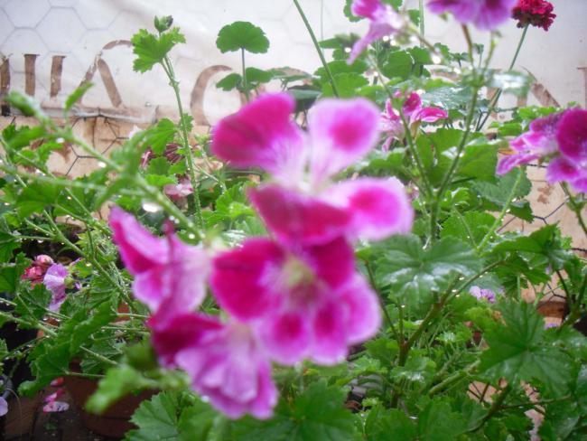 Name:  SDC12129 copy.jpg
Views: 652
Size:  57.4 KB