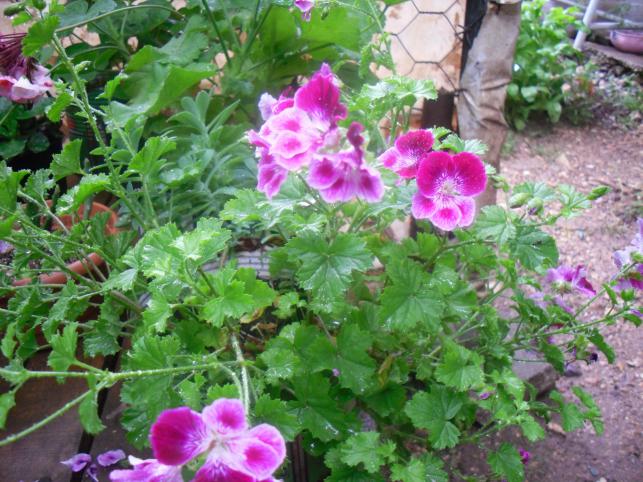 Name:  SDC12130 copy.jpg
Views: 657
Size:  70.7 KB