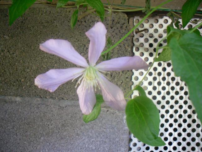 Name:  SDC12146 copy.jpg
Views: 636
Size:  55.3 KB