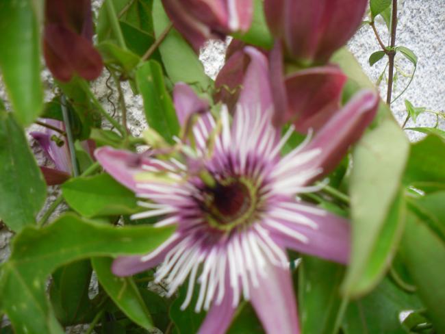 Name:  SDC12148 copy.jpg
Views: 648
Size:  40.3 KB