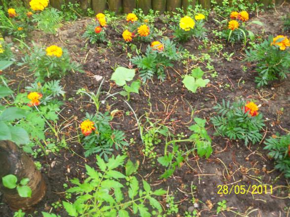 Name:  Vine Alt 4.jpg
Views: 1038
Size:  72.9 KB