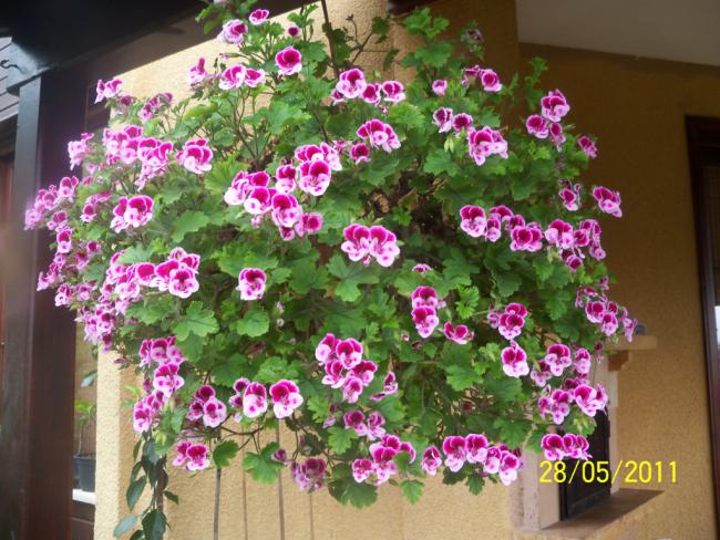 Name:  Ceylan 1.jpg
Views: 1010
Size:  69.4 KB