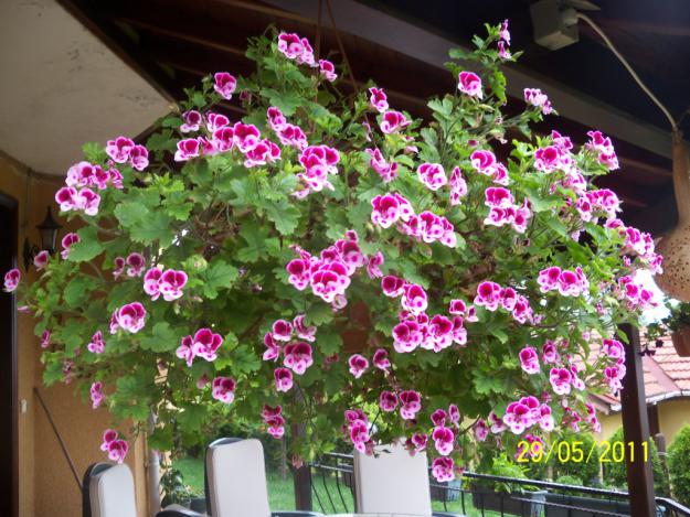 Name:  Ceylan 5.jpg
Views: 993
Size:  71.5 KB