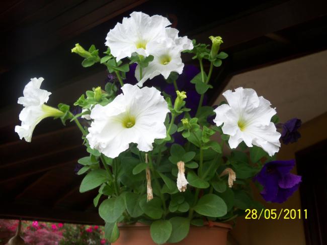 Name:  Petunya 4.jpg
Views: 934
Size:  36.3 KB