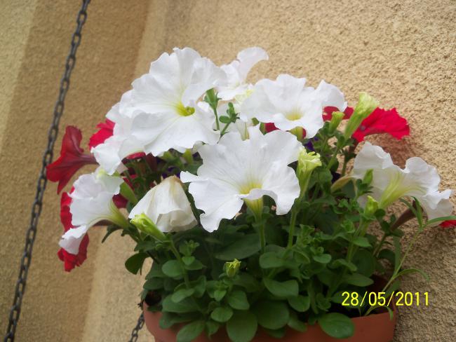 Name:  Petunya 8.jpg
Views: 935
Size:  51.6 KB