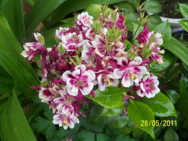 Name:  Haseki Kpesi 1.jpg
Views: 1035
Size:  53.8 KB