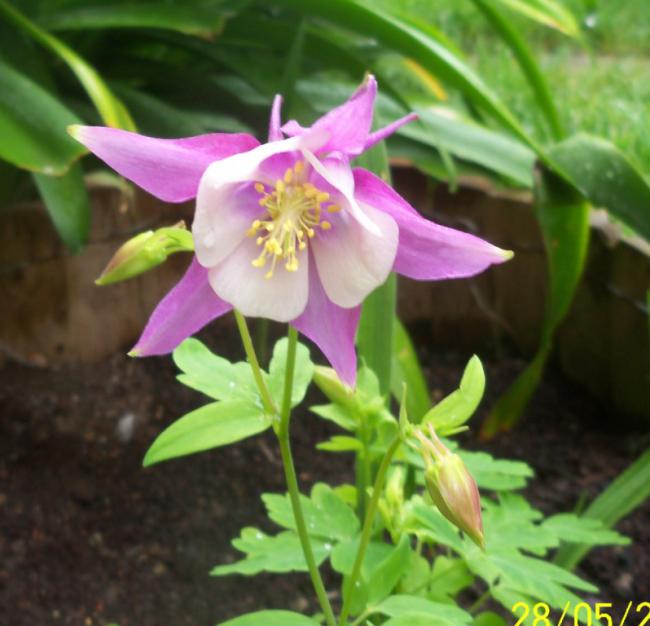Name:  Haseki Kpesi 4.jpg
Views: 989
Size:  46.4 KB