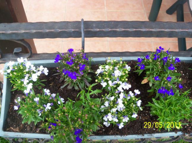 Name:  Lobelya 3.jpg
Views: 1241
Size:  70.2 KB