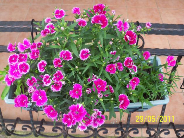 Name:  Dianthus 5.jpg
Views: 949
Size:  70.9 KB