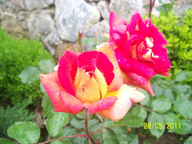 Name:  Gl 1.jpg
Views: 943
Size:  45.8 KB