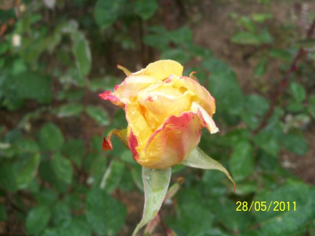 Name:  Gl 11.jpg
Views: 918
Size:  30.6 KB