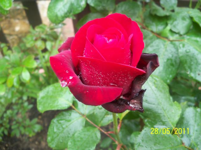 Name:  Gl 22.jpg
Views: 956
Size:  42.5 KB