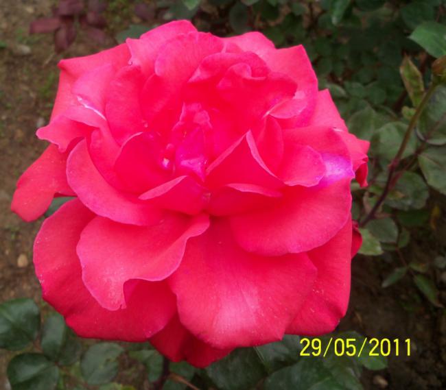 Name:  Gl 29.jpg
Views: 921
Size:  39.8 KB