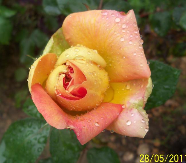 Name:  Gl 19.jpg
Views: 865
Size:  38.1 KB