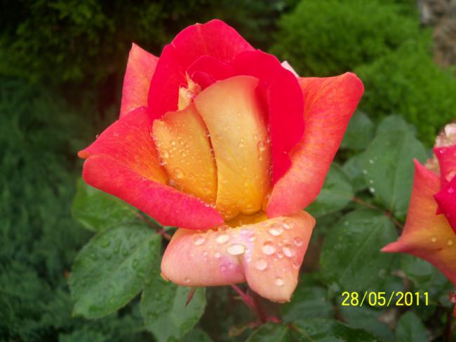 Name:  Gl 21.jpg
Views: 891
Size:  35.7 KB