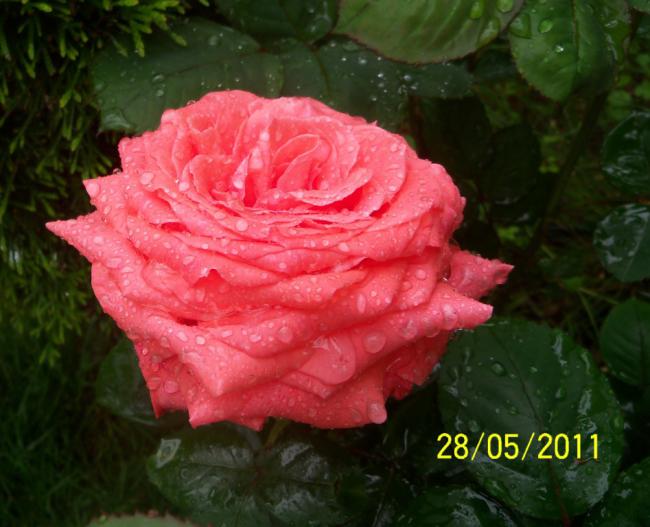 Name:  Gl 25.jpg
Views: 895
Size:  45.9 KB
