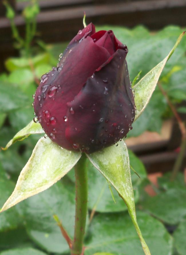 Name:  Gl 24.jpg
Views: 887
Size:  53.7 KB