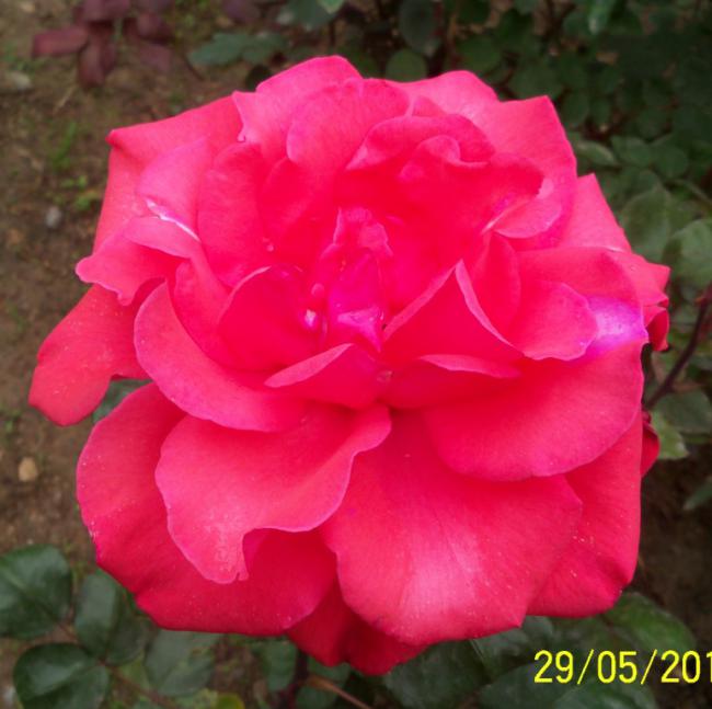 Name:  Gl 30.jpg
Views: 898
Size:  43.1 KB