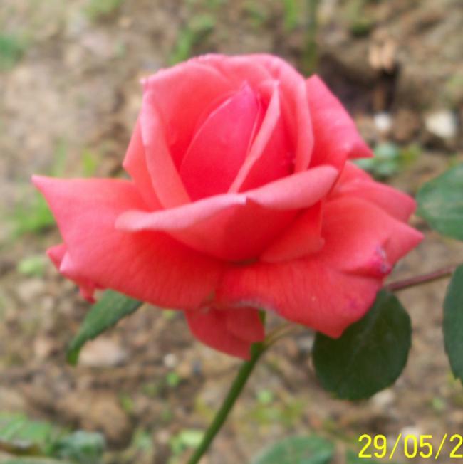 Name:  Gl 37.jpg
Views: 884
Size:  36.0 KB