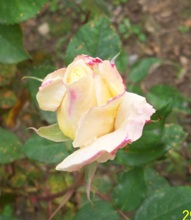 Name:  Gl 40.jpg
Views: 885
Size:  41.5 KB